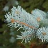 Colorado Blue Spruce #10 - Image 2